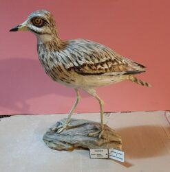 Occhione in scultura dim. Naturali da collezione