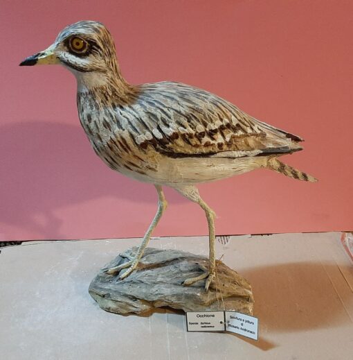 Occhione in scultura dim. Naturali da collezione