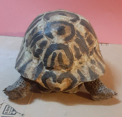 Tartaruga Greca in scultura di argilla da collezione - immagine 4