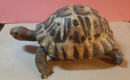 Tartaruga Greca in scultura di argilla da collezione - immagine 2