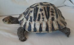 Tartaruga Greca in scultura di argilla da collezione