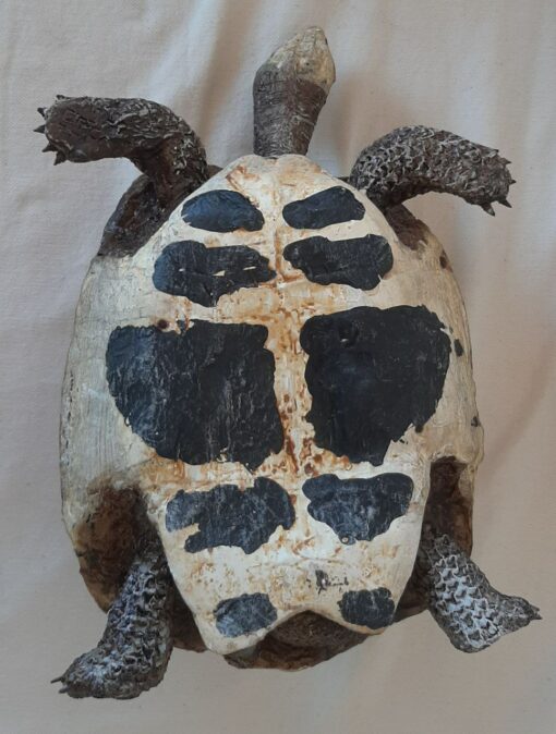Tartaruga Greca in scultura di argilla da collezione - immagine 5
