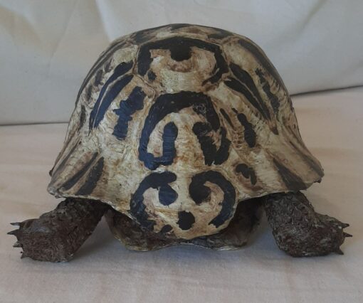 Tartaruga Greca in scultura di argilla da collezione - immagine 4