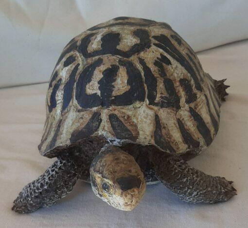 Tartaruga Greca in scultura di argilla da collezione - immagine 3
