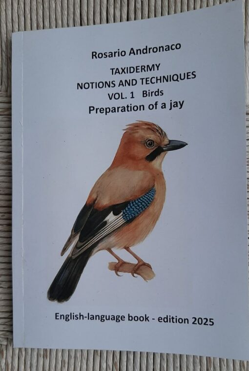 Taxidermy: preparation of a jay, 2025 edition.