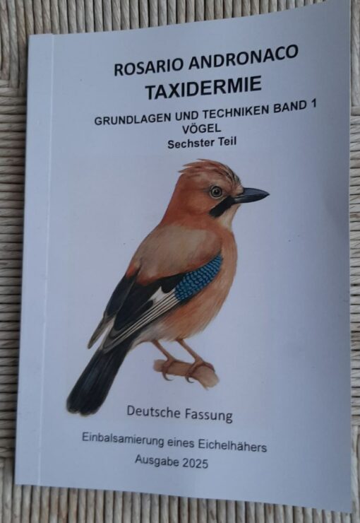 Präparation einer Eichelhäher-Ausgabe 2025