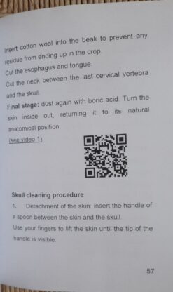 Alternative view of Taxidermy: preparation of a jay,