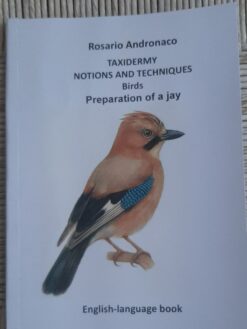 Taxidermy: preparation of a jay,