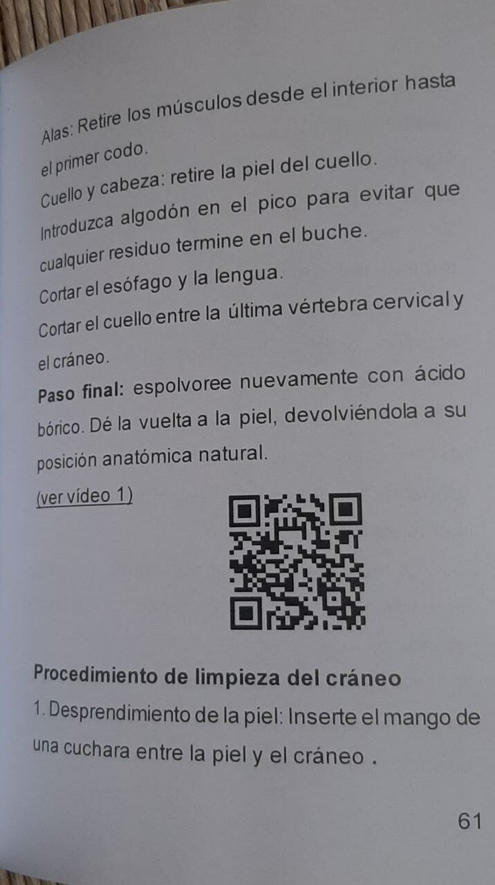 Preparación para taxidermia de un arrendajo - immagine 2