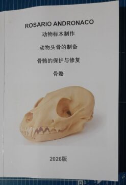 动物头骨标本制作