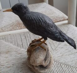 Storno nero, scultura in argilla