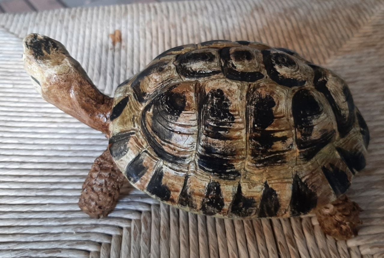Scultura di una tartaruga di terra hermanni - immagine 2