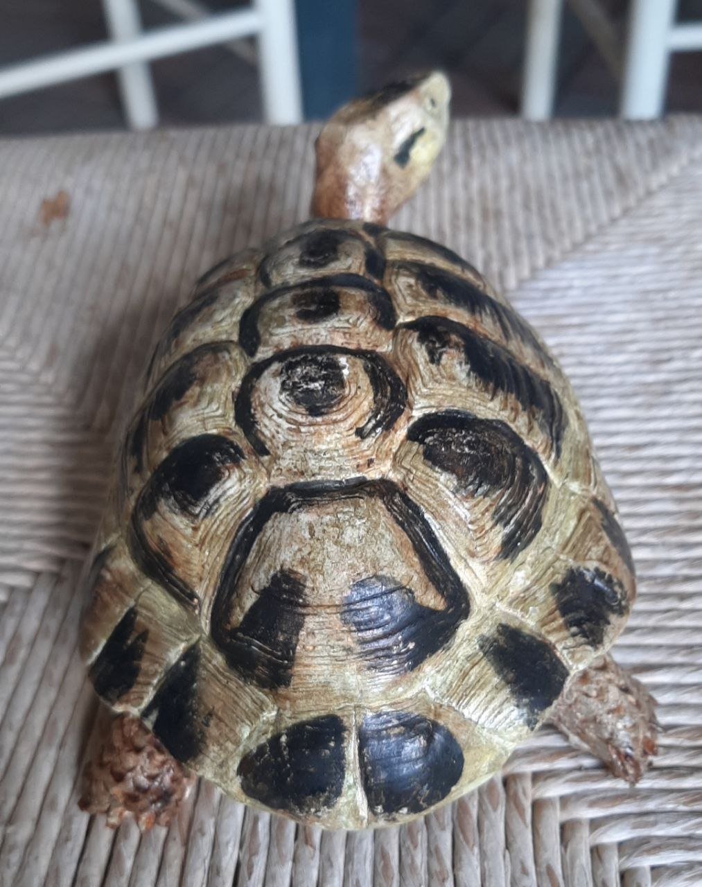 Scultura di una tartaruga di terra hermanni - immagine 4