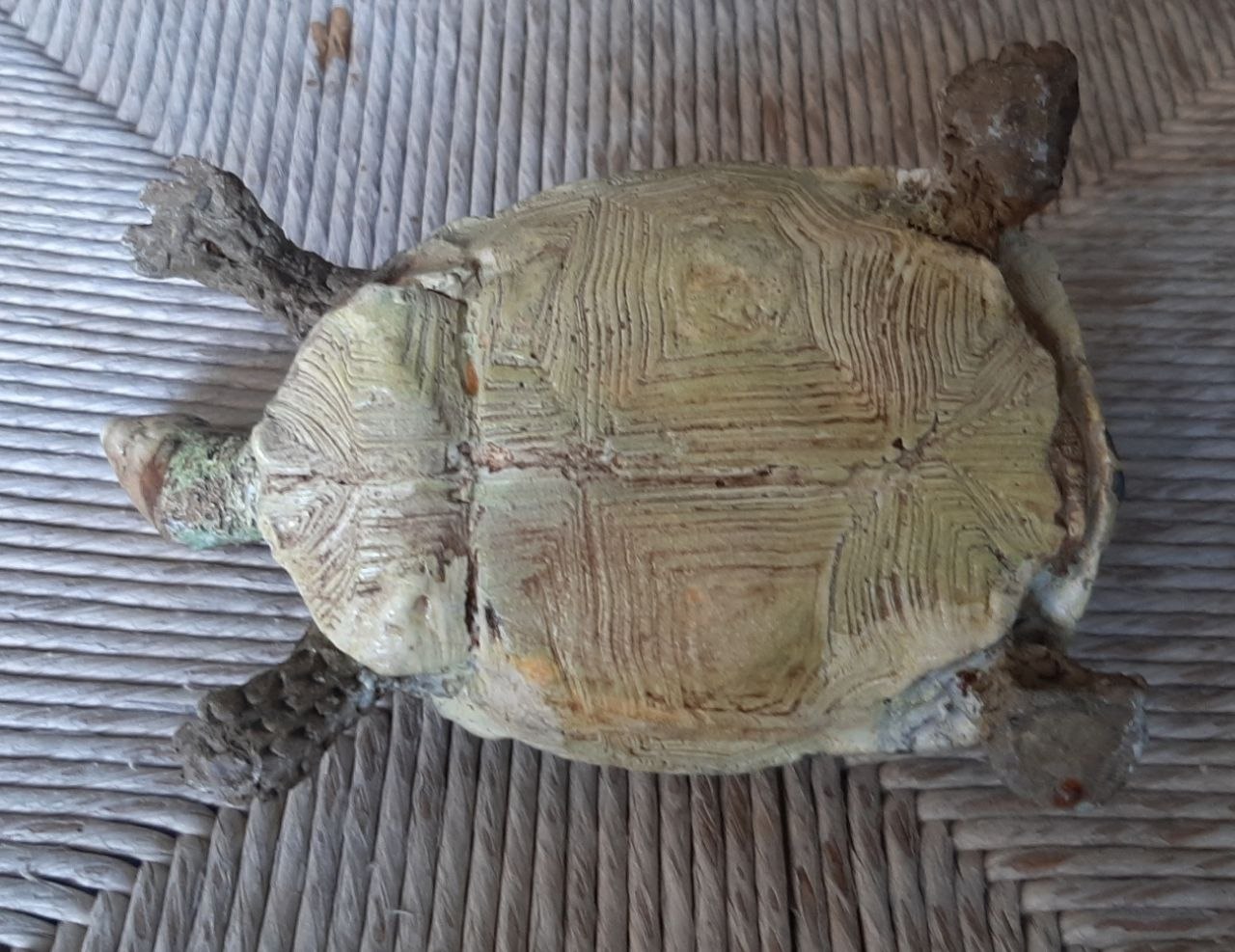 Scultura di una tartaruga di terra egiziana Kleimanni - immagine 5