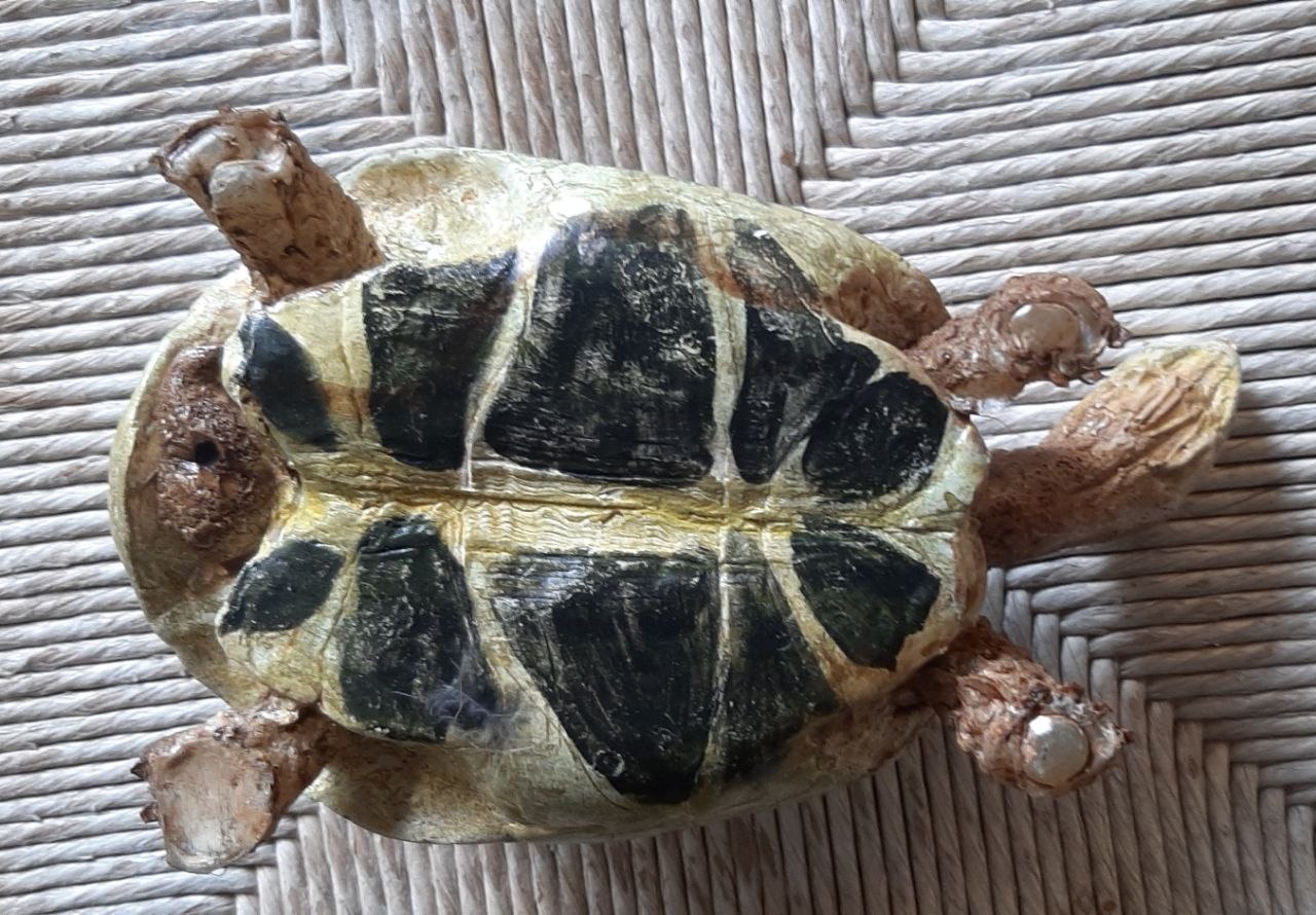 Scultura di una tartaruga di terra hermanni - immagine 5